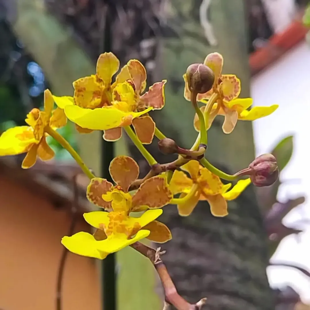 O Guardião Verde da Serra: Como a Eco Flora Guaramiranga Protege a Biodiversidade Cearense.