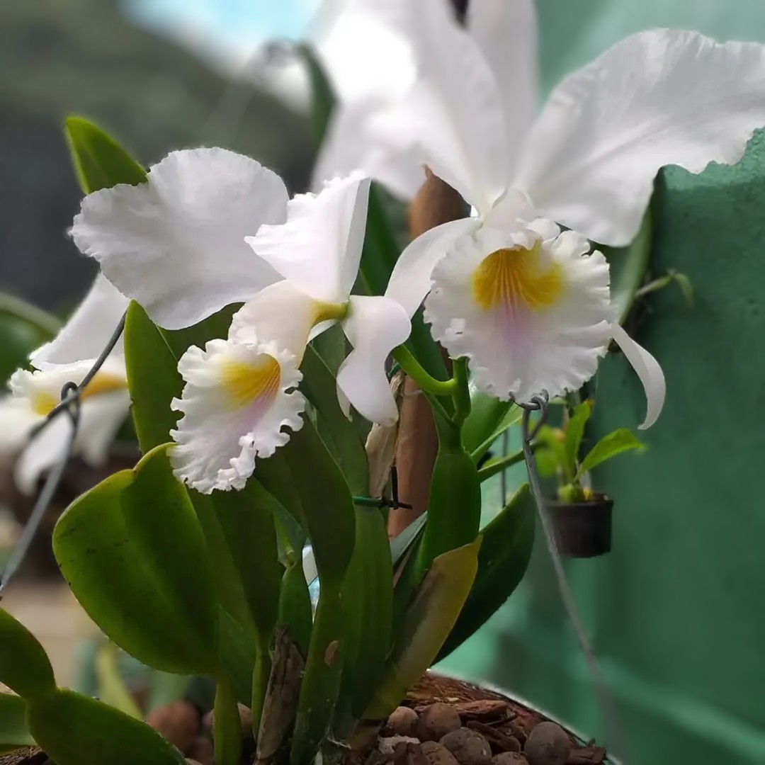 O Guardião Verde da Serra: Como a Eco Flora Guaramiranga Protege a Biodiversidade Cearense.