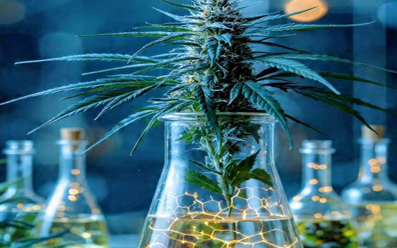 Guaramiranga Avança no Acesso à Cannabis Medicinal